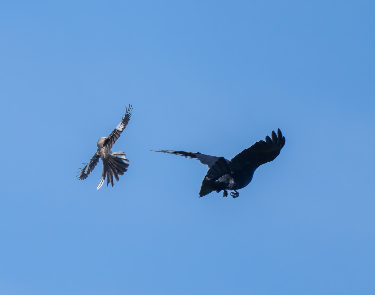 Northern Mockingbird - ML572135581