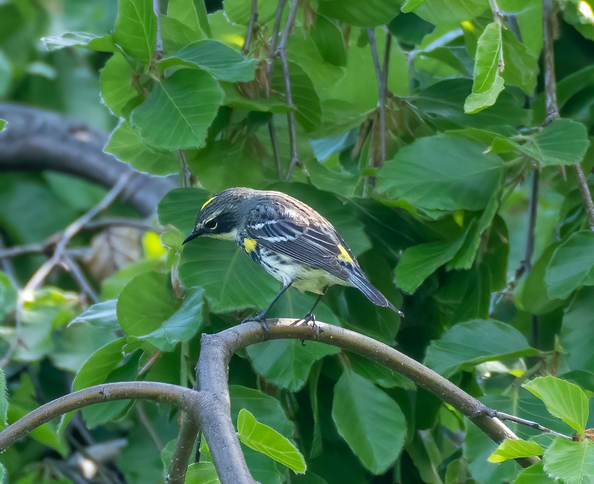 Yellow-rumped Warbler - ML572135671