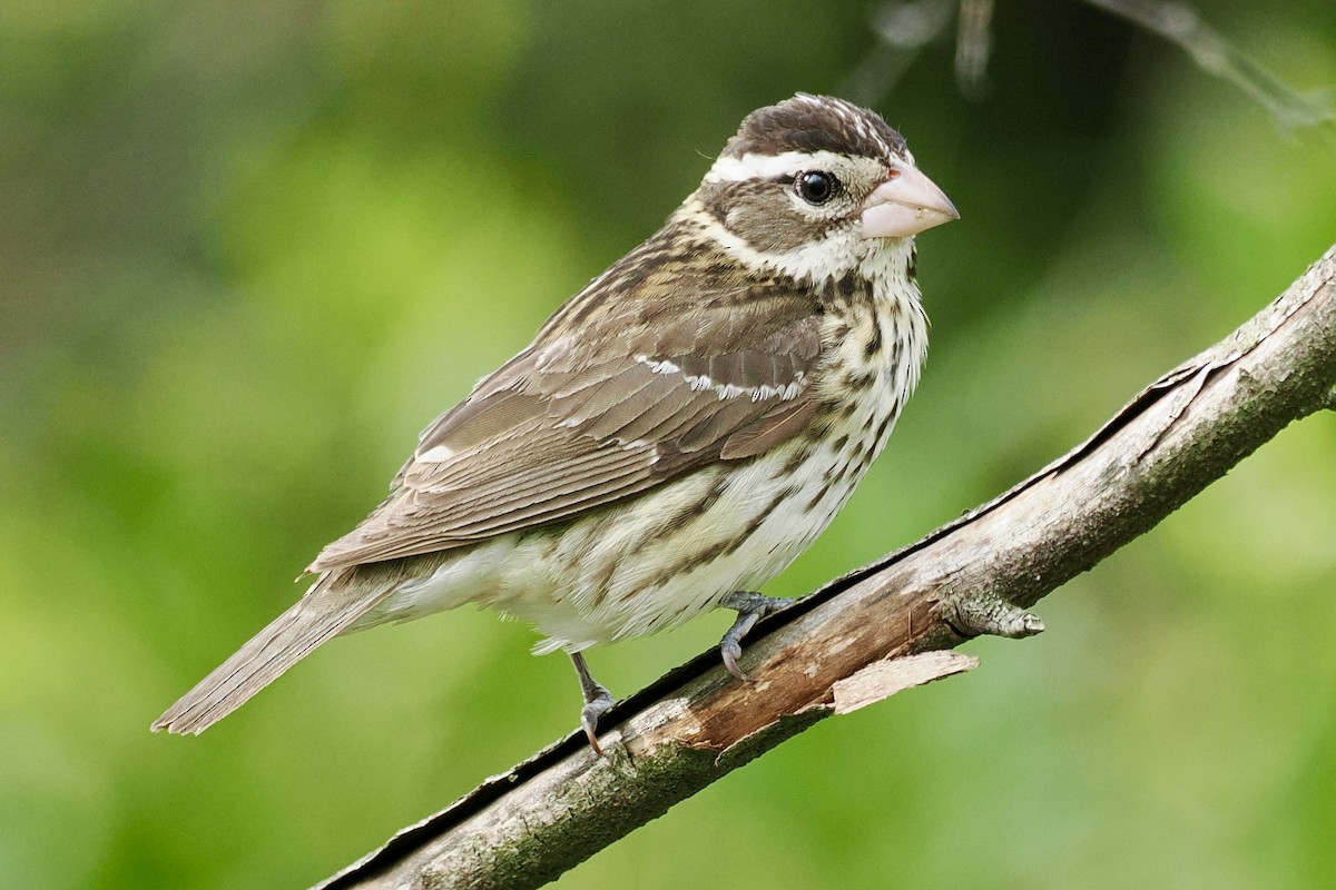 Rose-breasted Grosbeak - Paul Kinzer