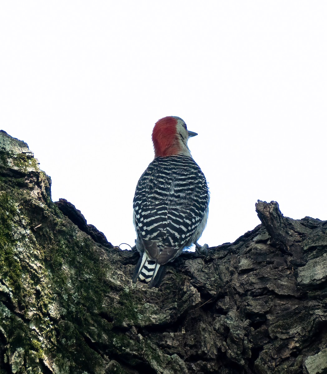 Red-bellied Woodpecker - ML572136171