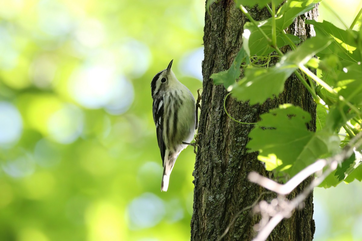 シロクロアメリカムシクイ - ML572136181