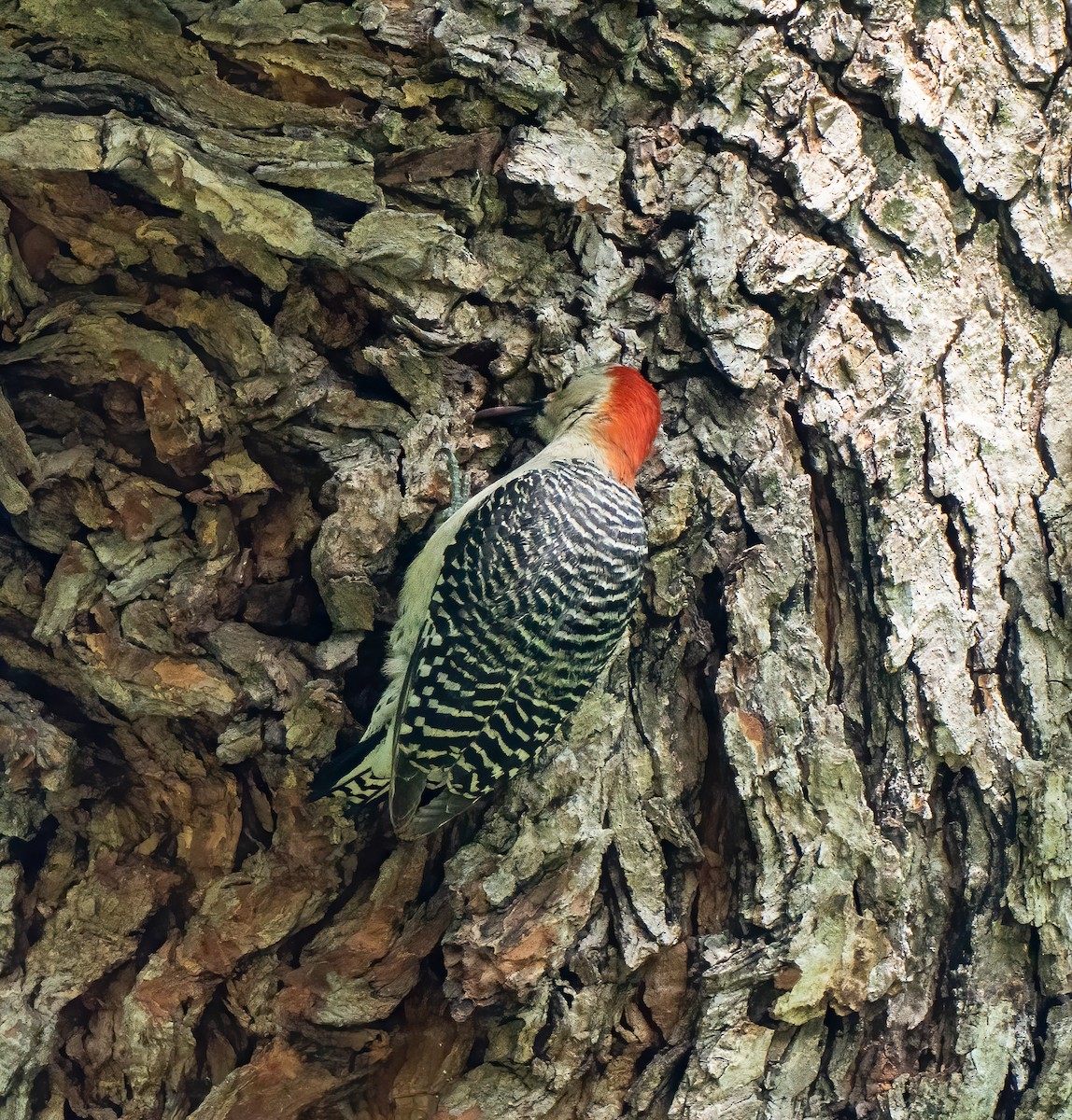 Red-bellied Woodpecker - ML572136201