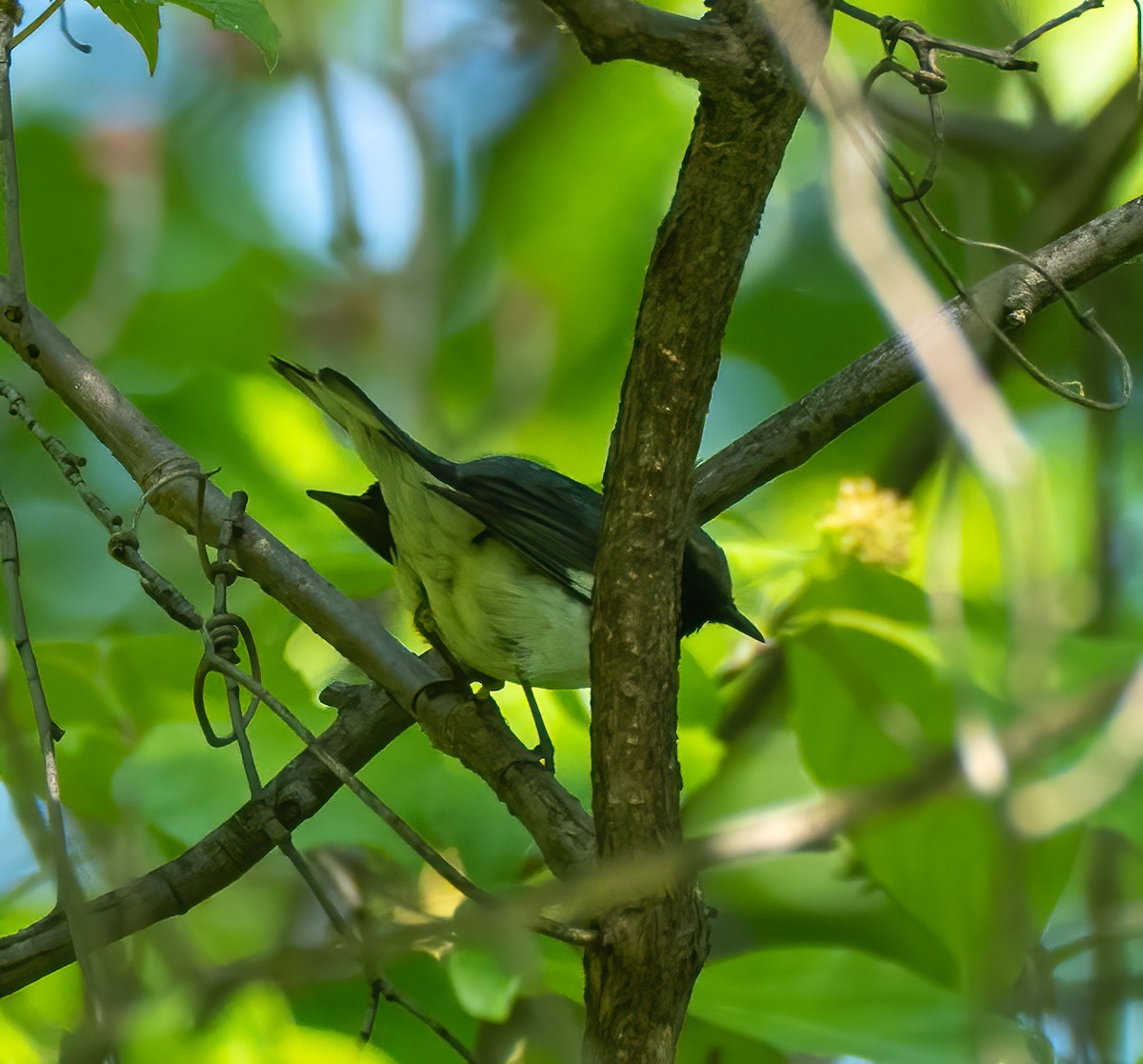 Black-throated Blue Warbler - ML572136311