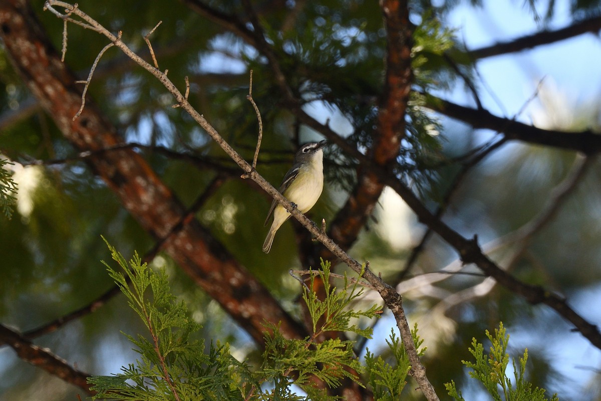Cassin's Vireo - ML572136331