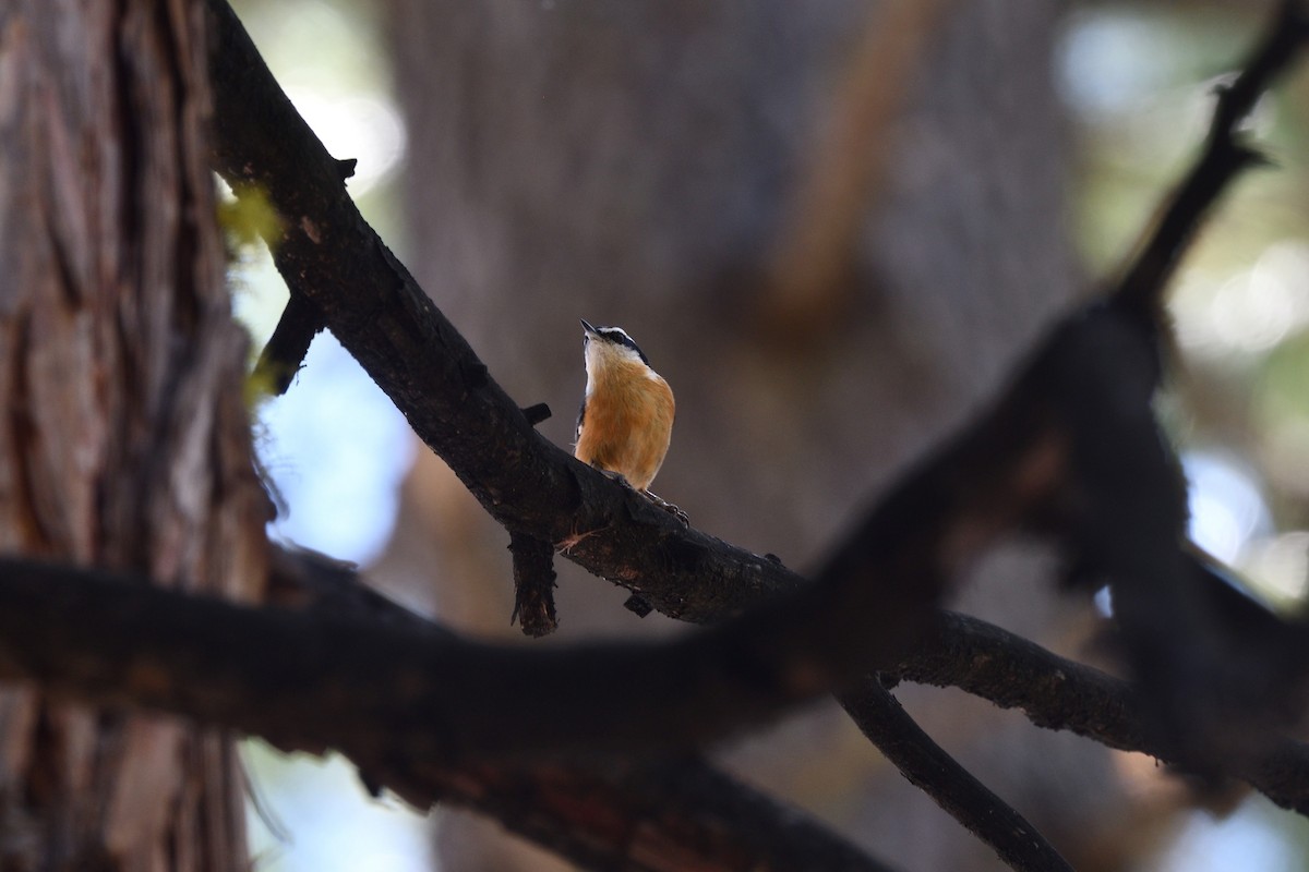 Red-breasted Nuthatch - ML572136401