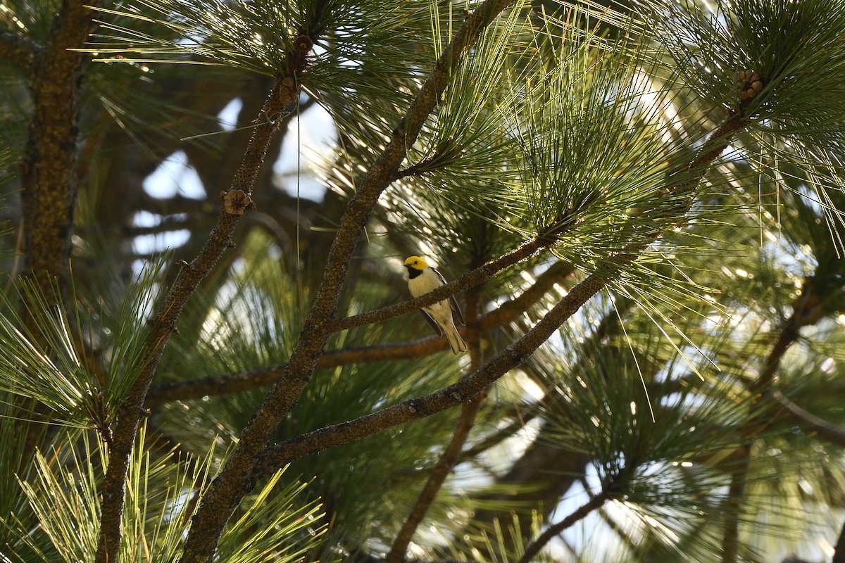 Hermit Warbler - ML572136431