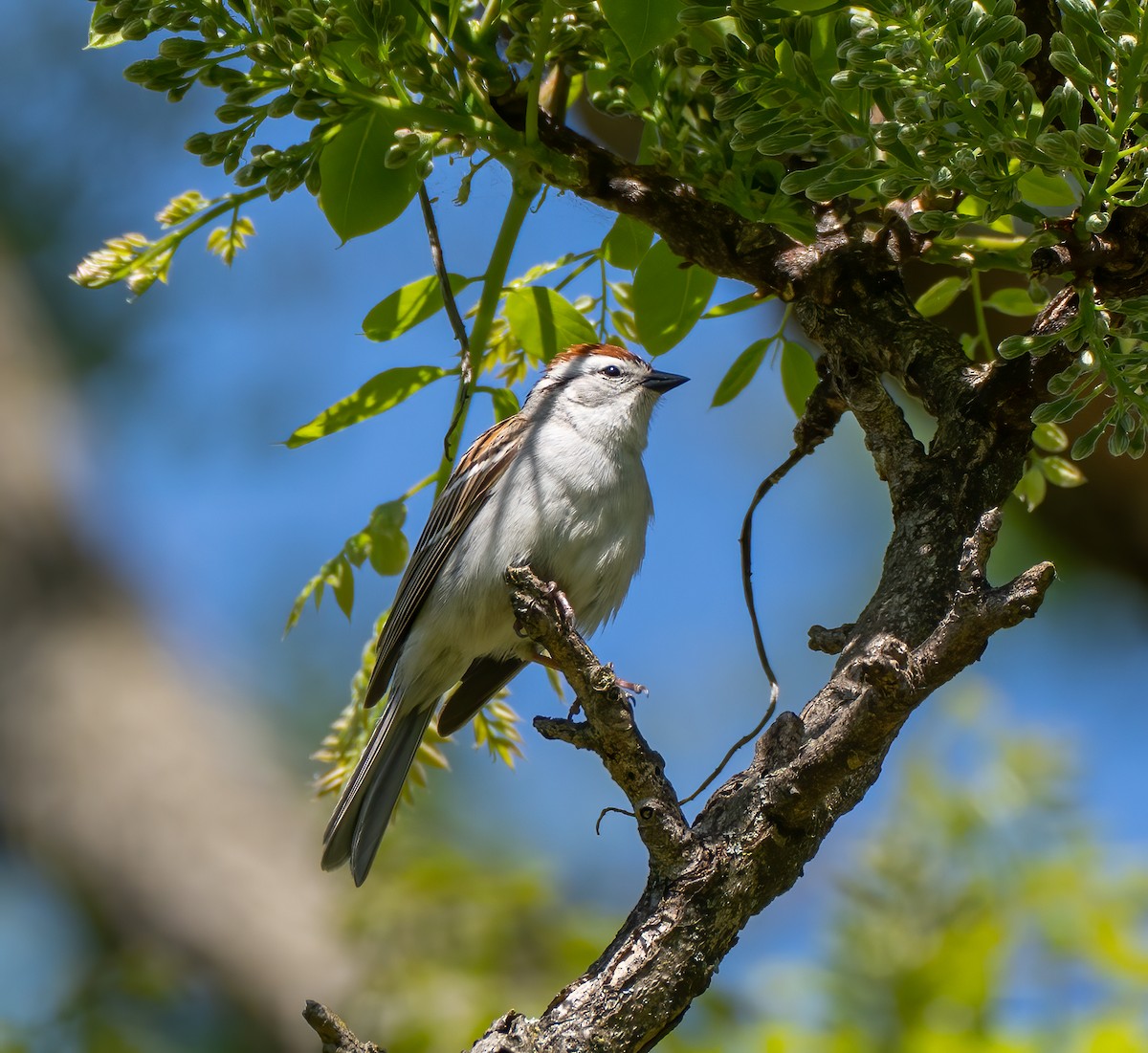 Chipping Sparrow - Scott Murphy