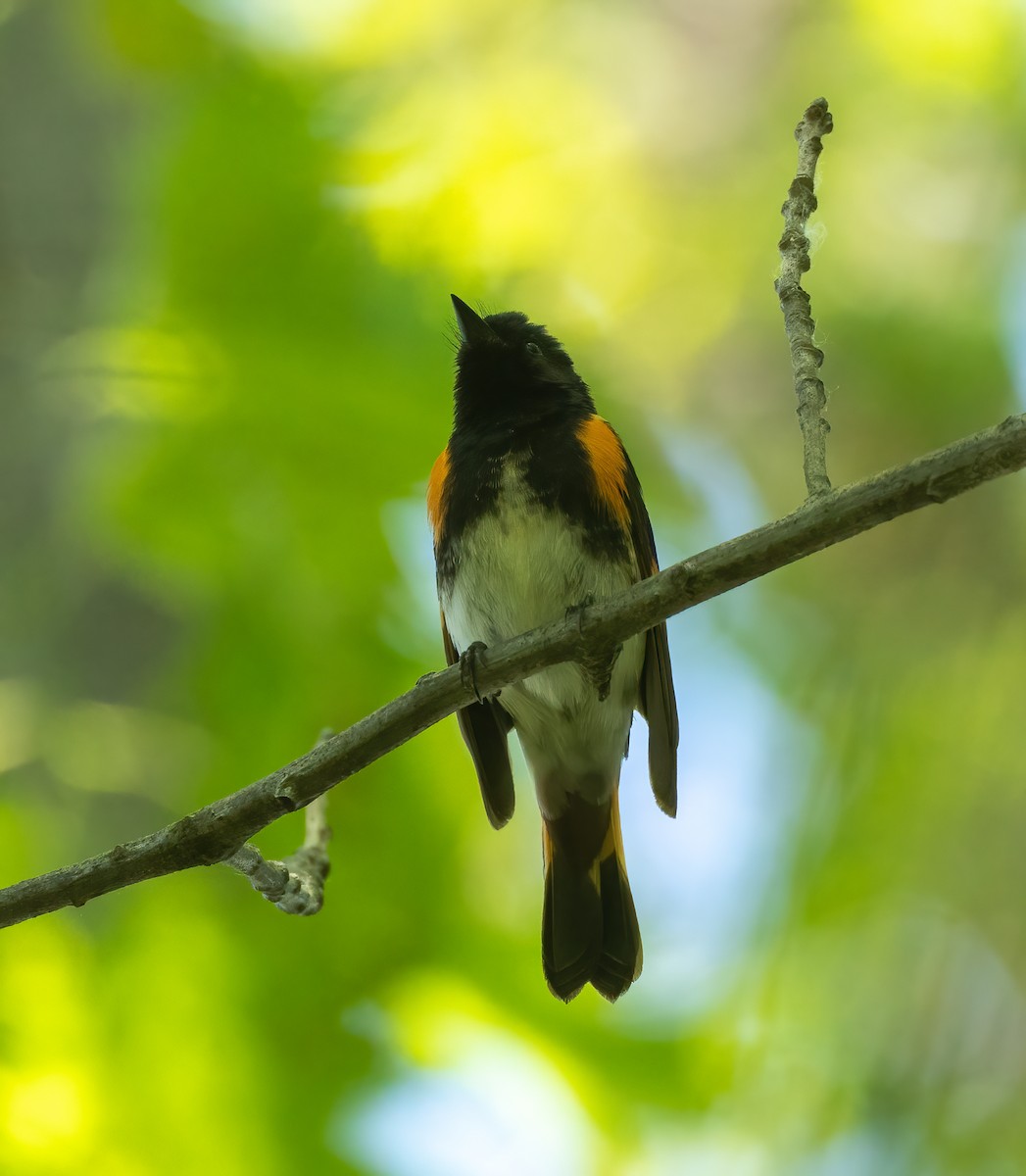 American Redstart - ML572136551