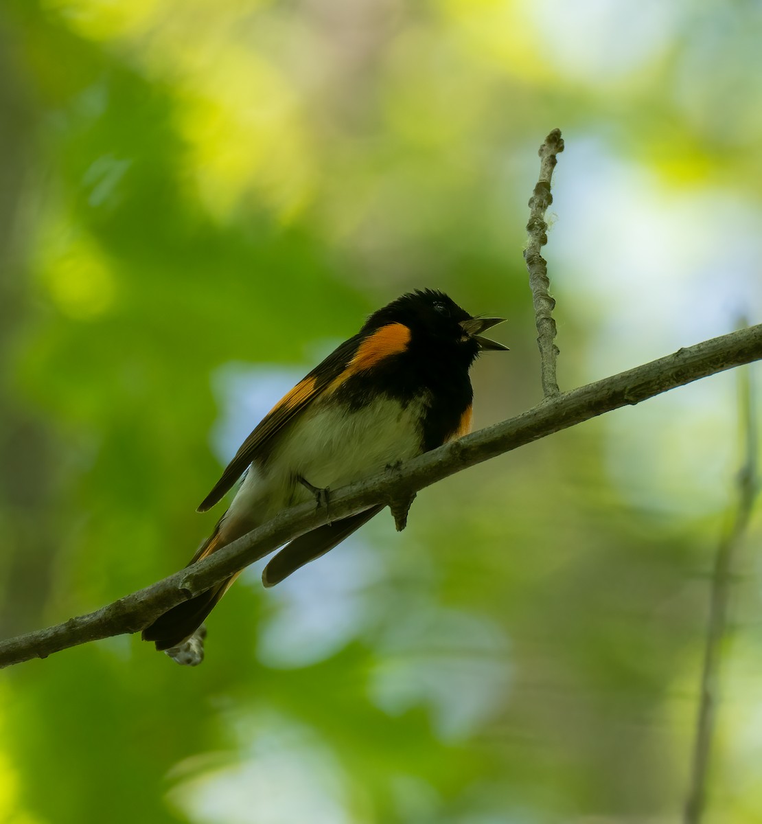 American Redstart - ML572136611