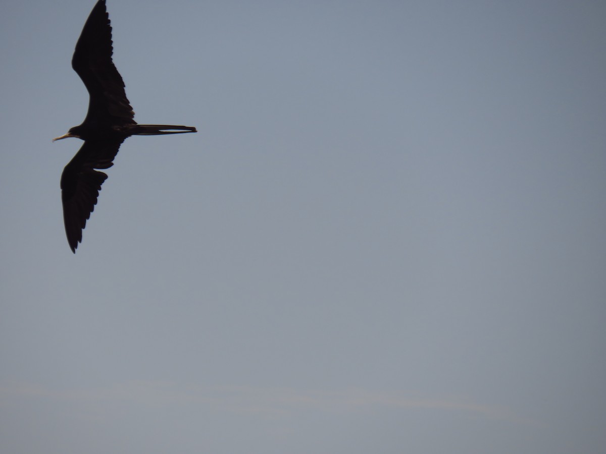 Magnificent Frigatebird - ML572136971