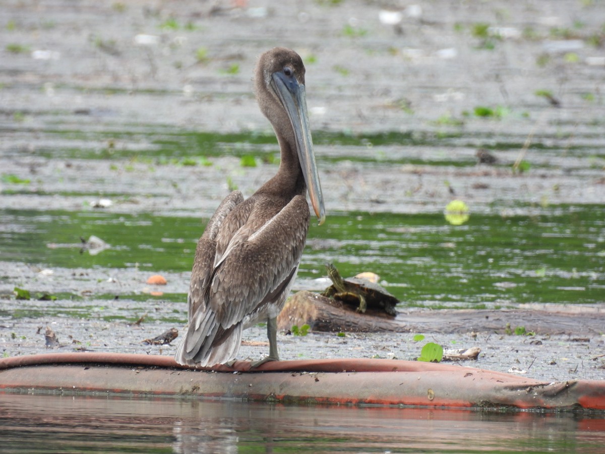 Brown Pelican - ML572137041