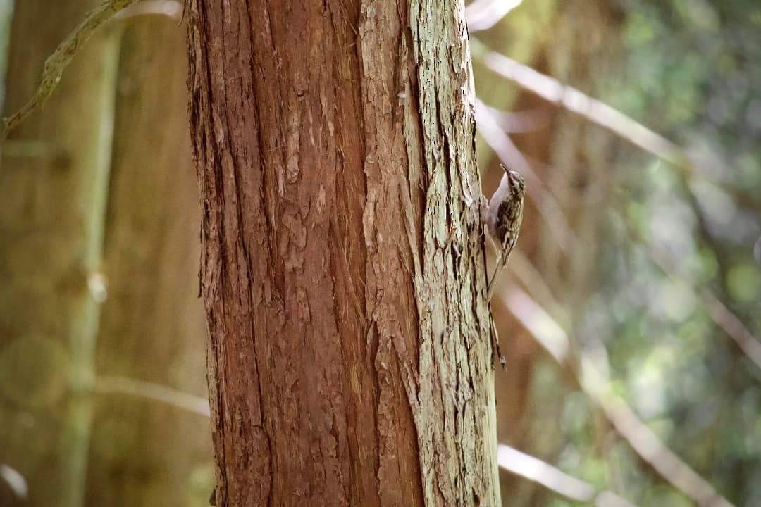 Brown Creeper - ML572137621