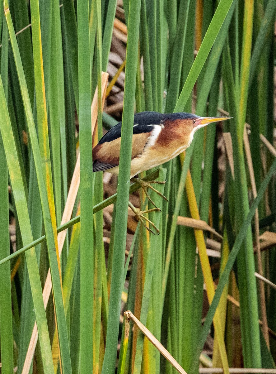 Least Bittern - ML572137851