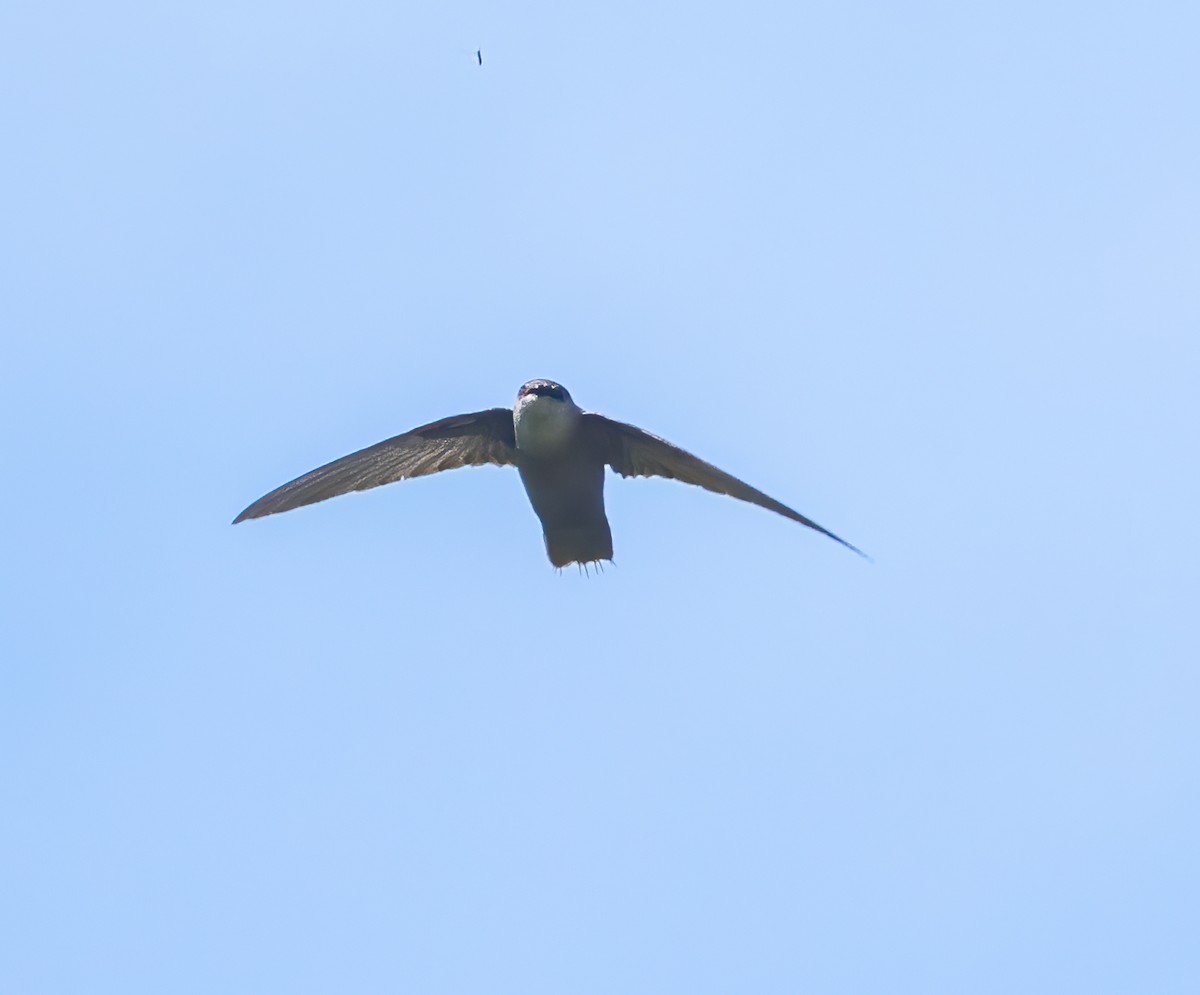 Chimney Swift - ML572137941