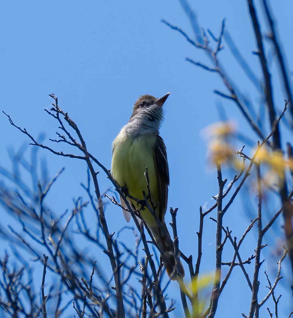 Great Crested Flycatcher - ML572138051
