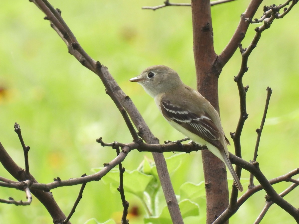 Least Flycatcher - ML572138191