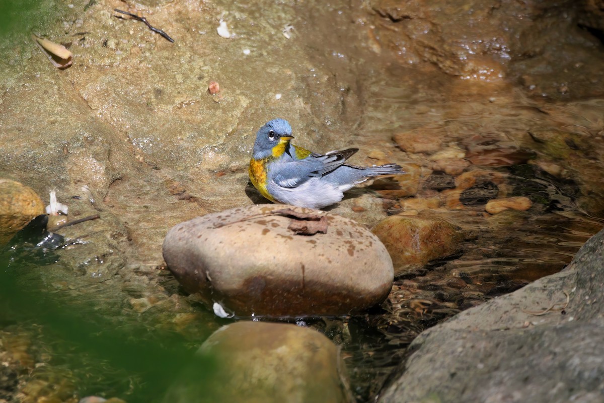 アサギアメリカムシクイ - ML572138511