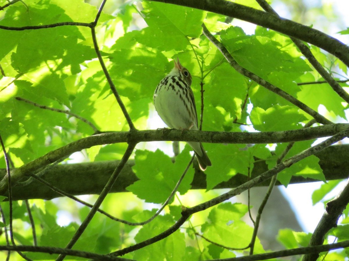 Ovenbird - kandy rathinasamy
