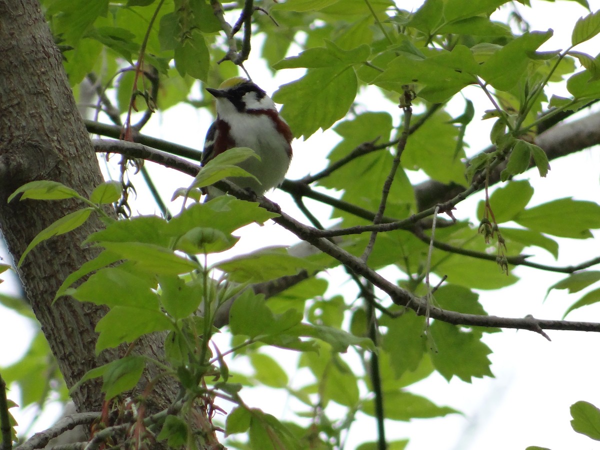 Chestnut-sided Warbler - ML572138931