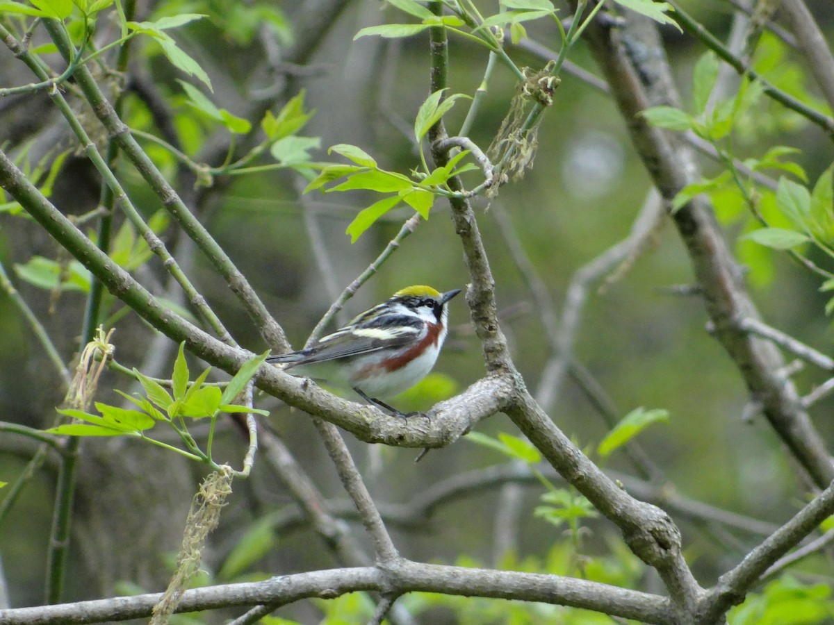 Chestnut-sided Warbler - ML572138941