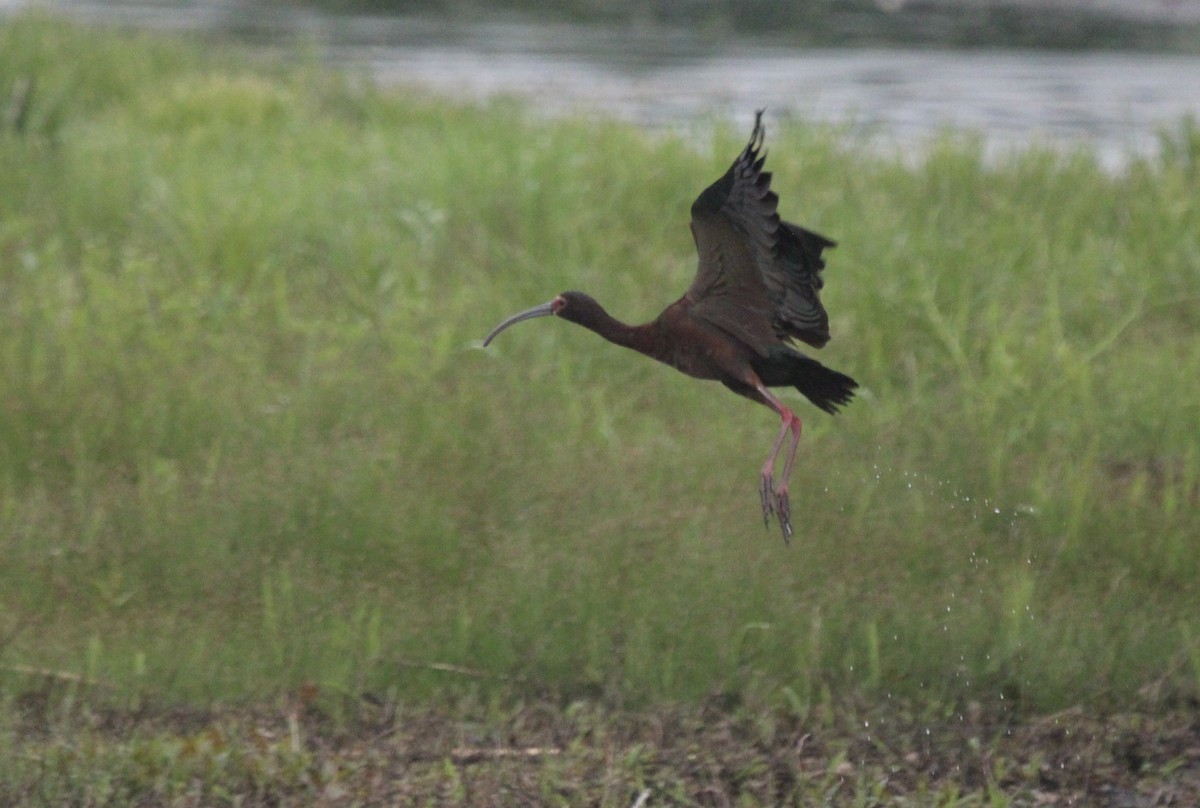 White-faced Ibis - ML572139101