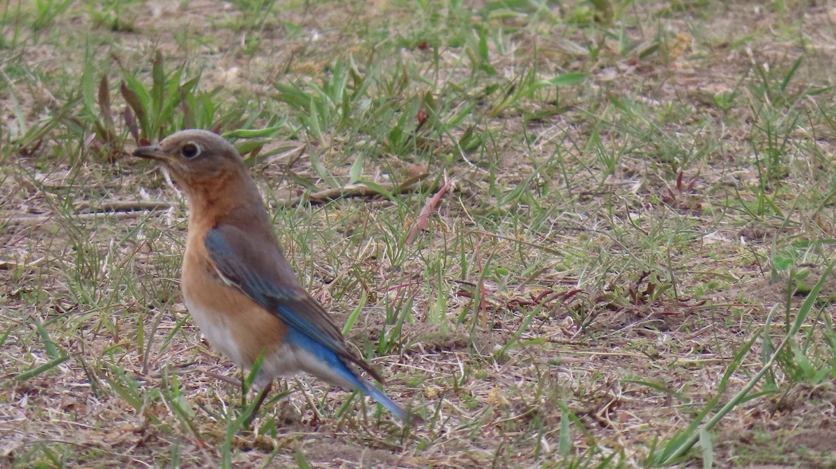 Eastern Bluebird - ML572139171