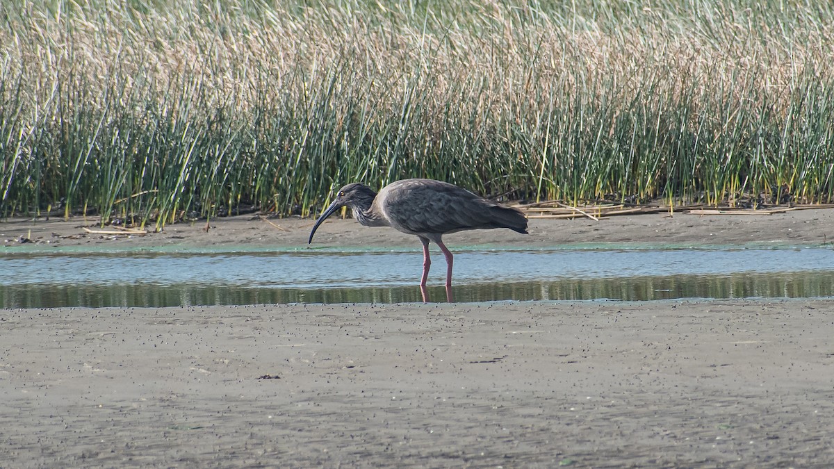 Plumbeous Ibis - ML572139591