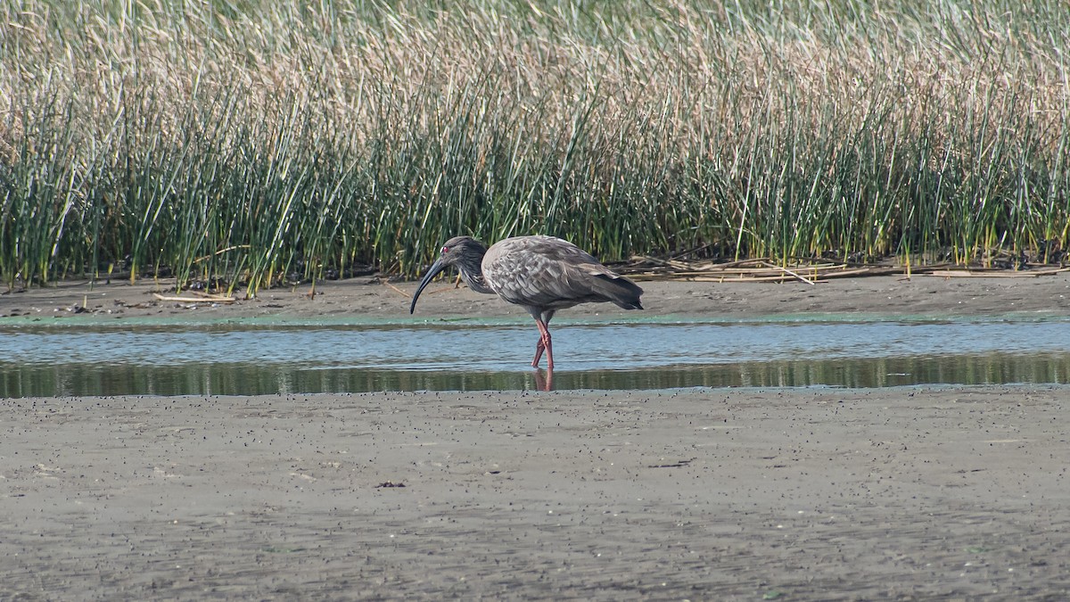 Plumbeous Ibis - ML572139631