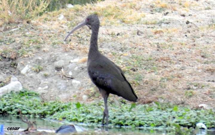 ibis americký - ML572140591