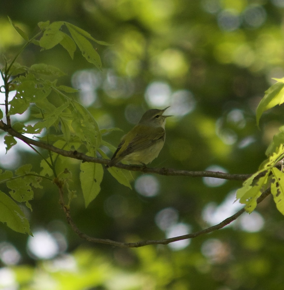 Tennessee Warbler - ML572141941