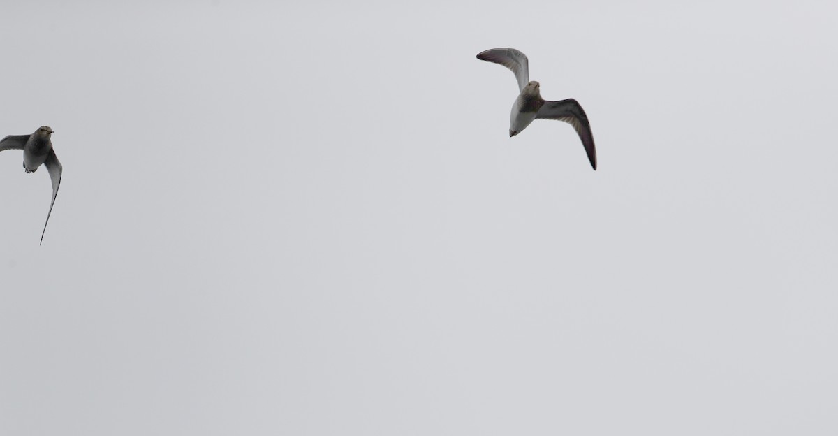 Pectoral Sandpiper - Jay McGowan