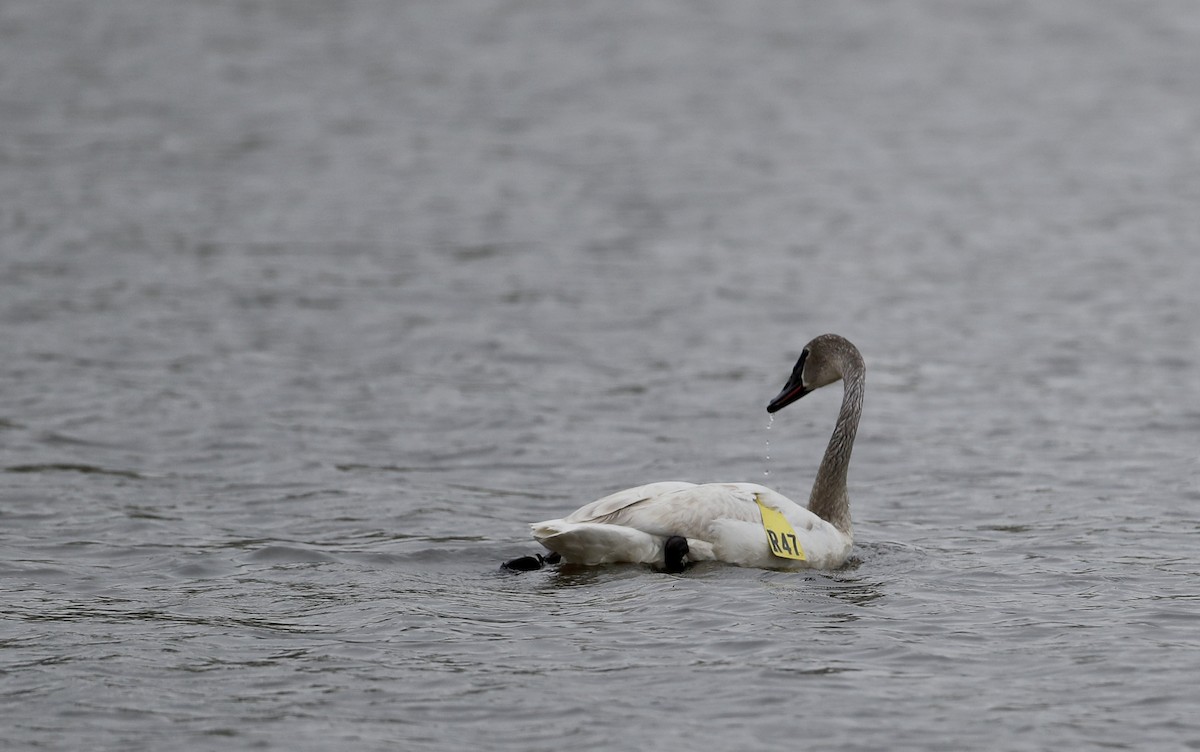 Trumpeter Swan - ML57214231