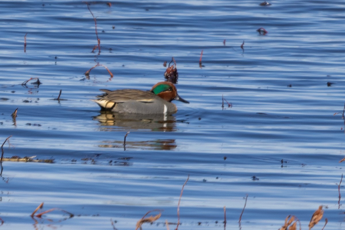 Green-winged Teal - ML572142331