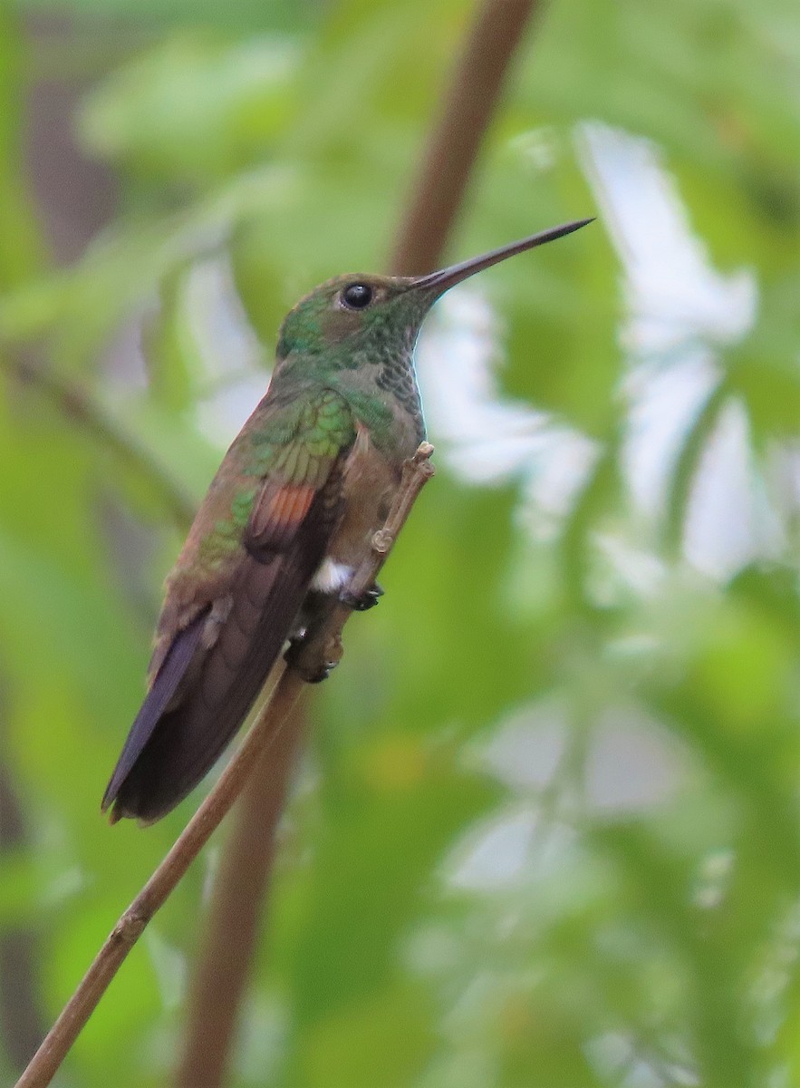 kolibřík středoamerický - ML572142841