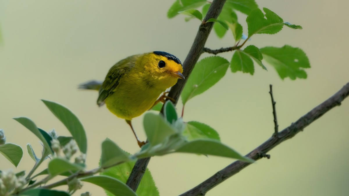 Wilson's Warbler (chryseola) - ML572142851