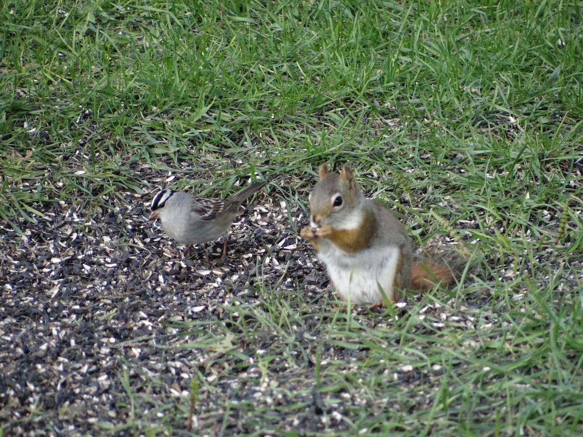 White-crowned Sparrow - ML572143261