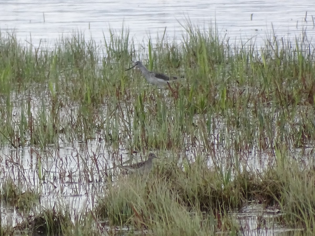 Common Greenshank - ML572144461