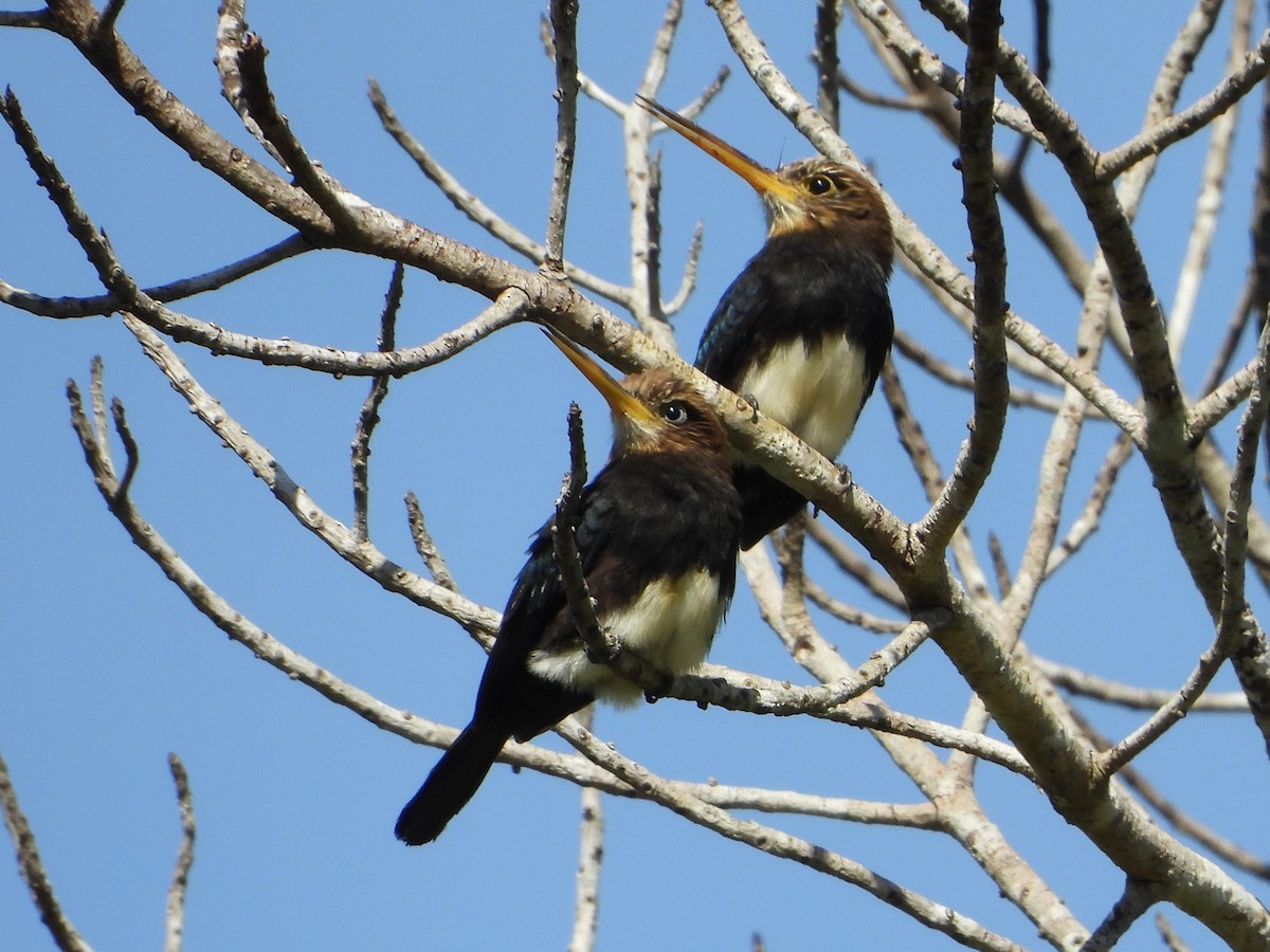 Brown Jacamar - ML572144681