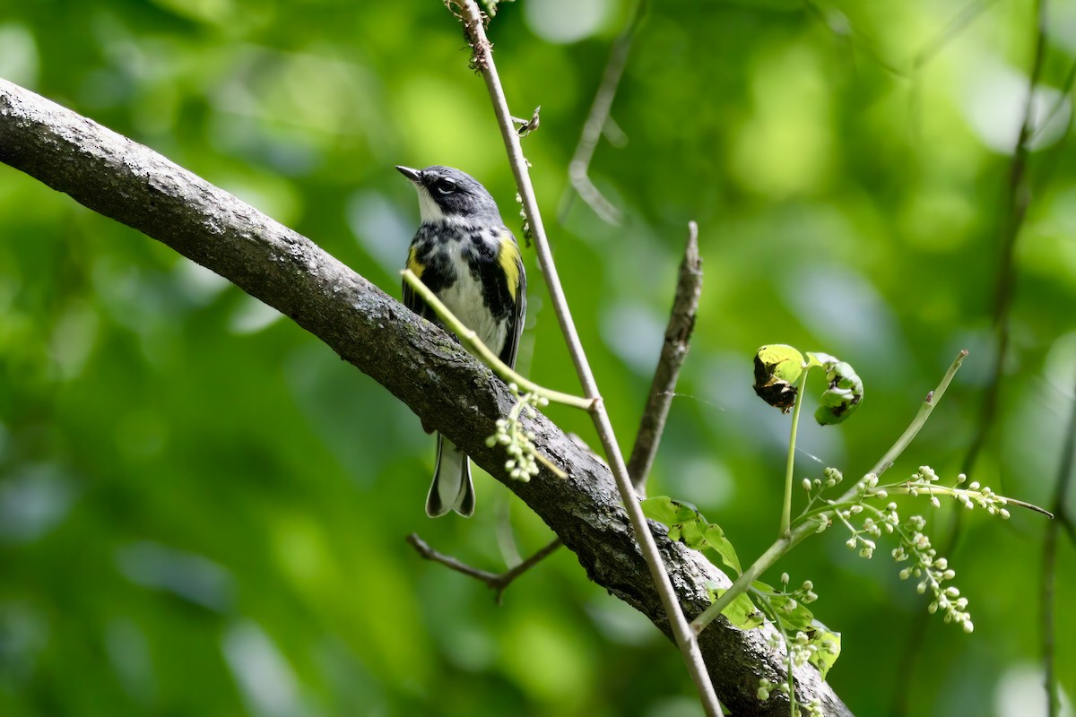 キヅタアメリカムシクイ - ML572145061