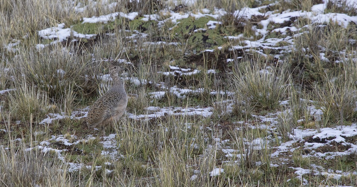 Ornate Tinamou - Pedro Allasi Condo - COAP - COLLAGUA BIRDER