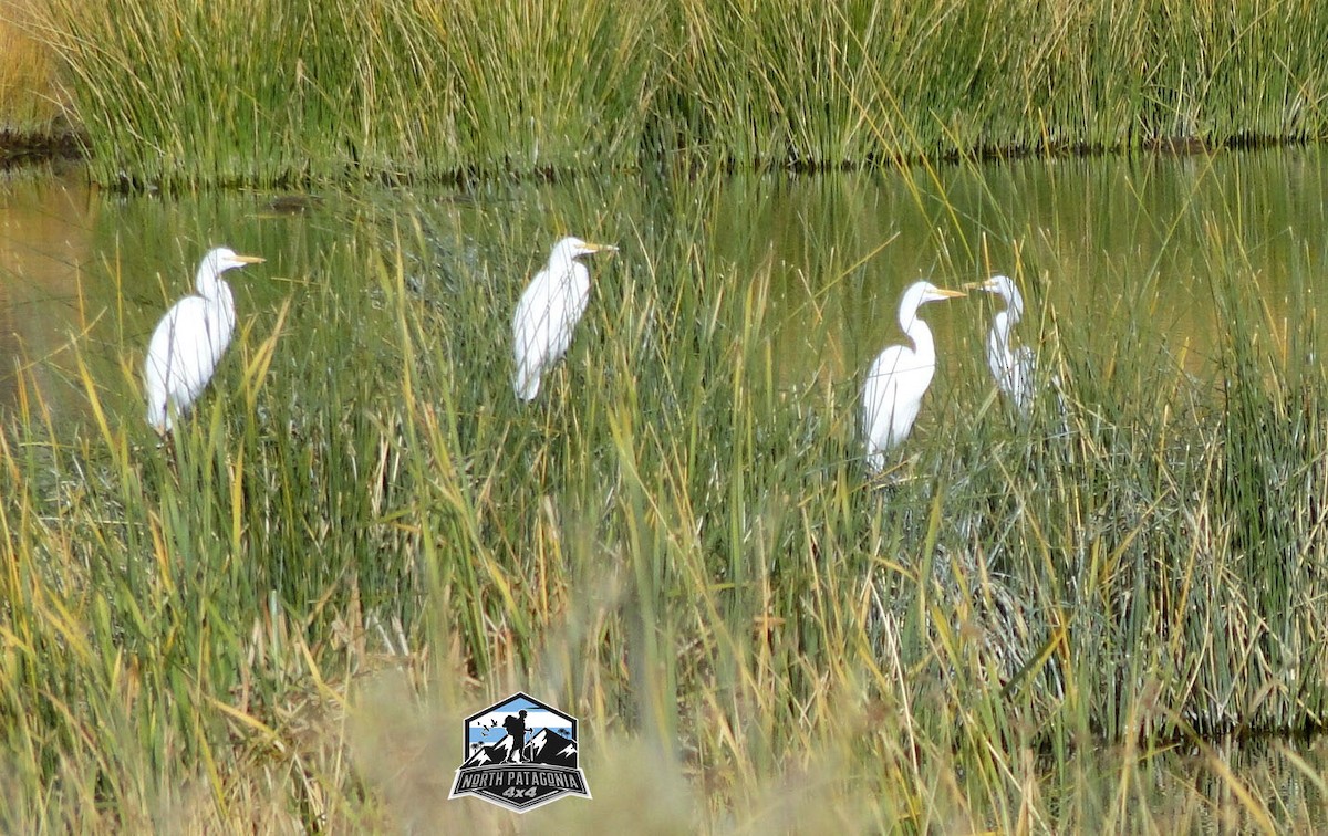 Great Egret - ML572146001