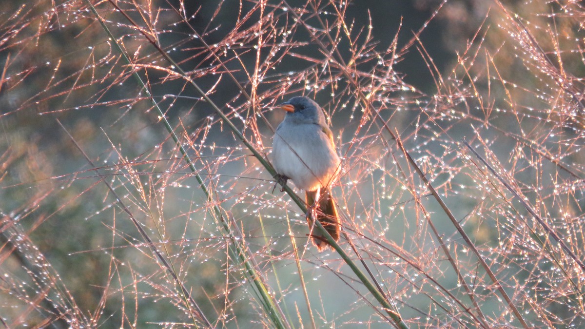 Great Pampa-Finch - ML572146061