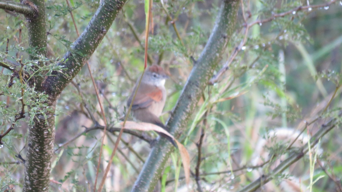 Pale-breasted Spinetail - ML572146211