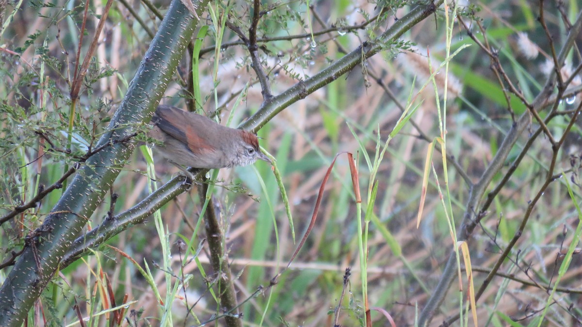 Pale-breasted Spinetail - ML572146221