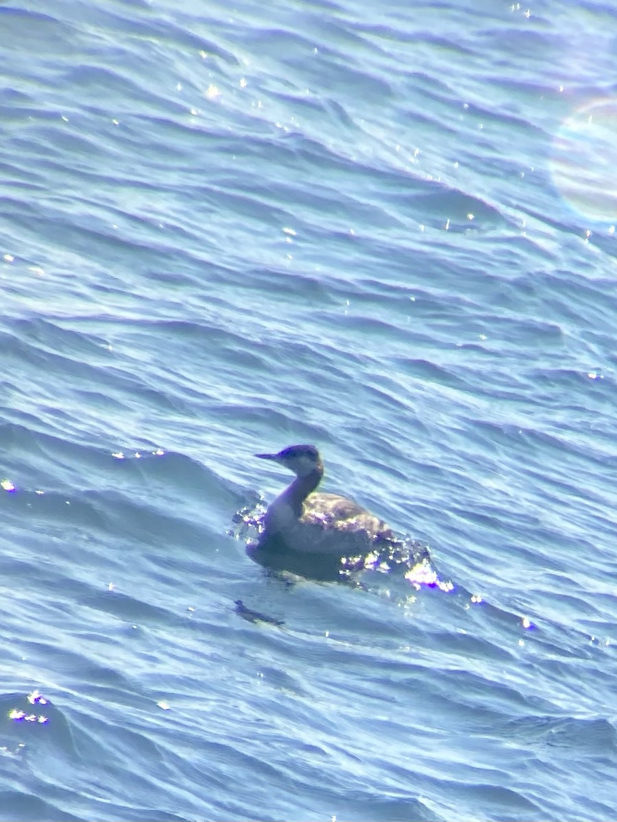 Red-necked Grebe - ML572146771