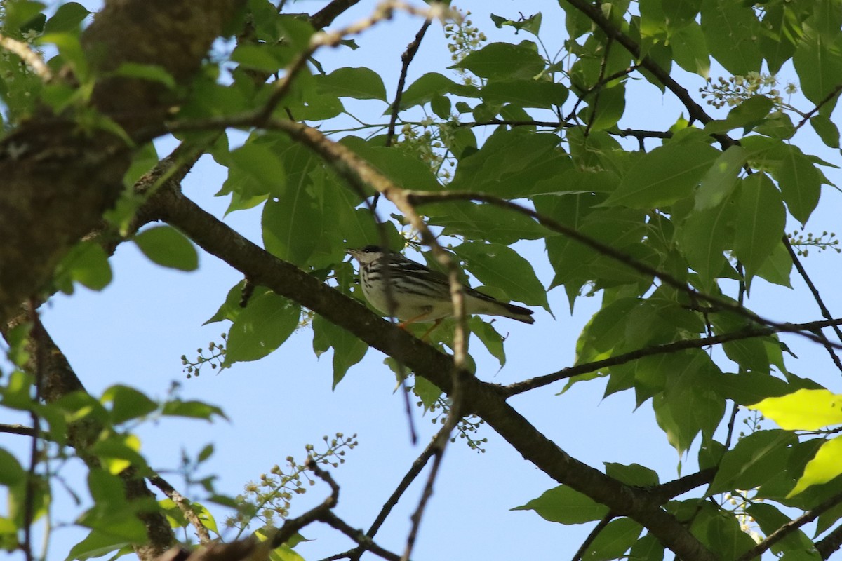 Blackpoll Warbler - ML572147741