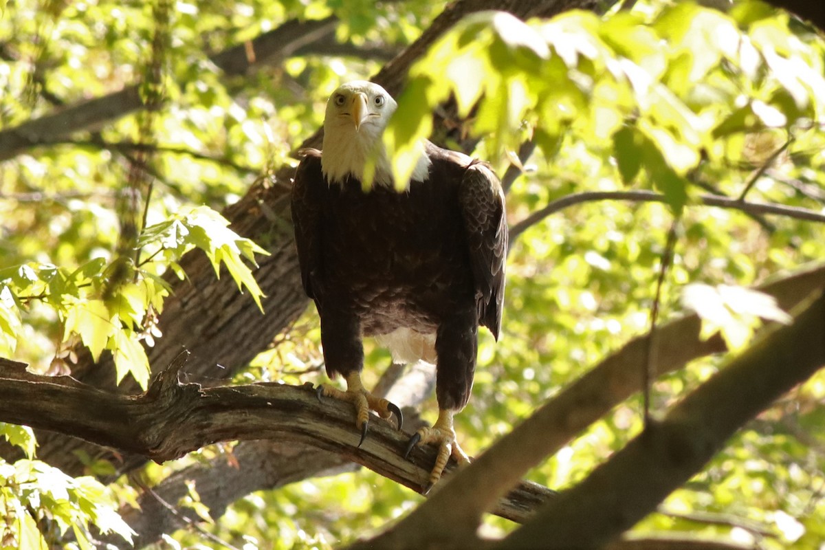 Bald Eagle - ML572148001