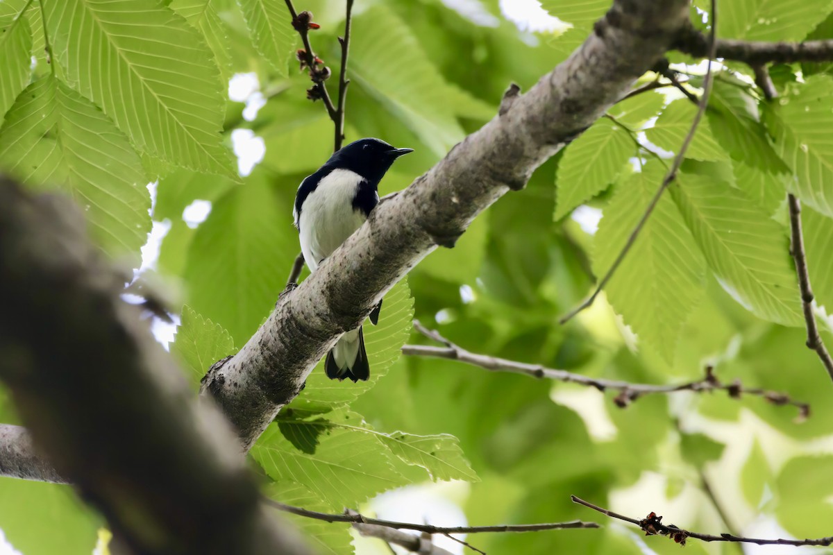 ノドグロルリアメリカムシクイ - ML572148661