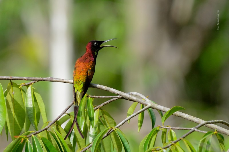 Colibrí Topacio - ML57214881