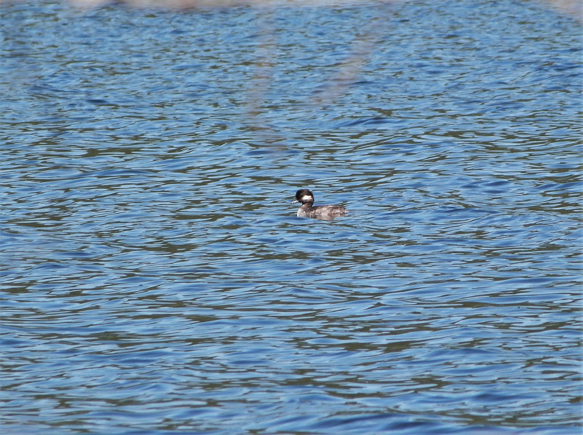 Bufflehead - ML572149251